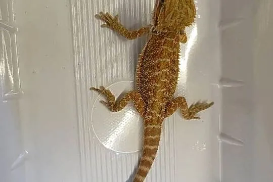 Agama Brodata - Sklep Zoologiczny, Śląskie, Katowice