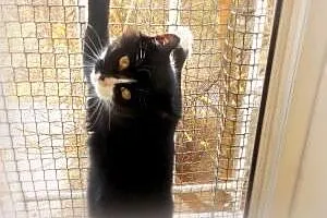 Bella – młoda charakterna kicia do adopc