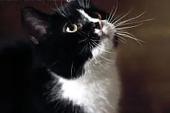Bella – młoda charakterna kicia do adopc