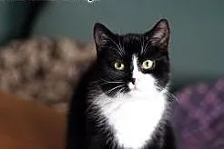 Bella – młoda charakterna kicia do adopc
