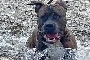 Reproduktor Amstaff, Mazowieckie, Warszawa