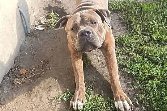 Reproduktor Amstaff, Mazowieckie, Warszawa