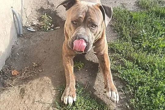 Reproduktor Amstaff, Mazowieckie, Warszawa