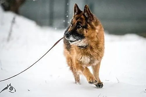 Bartek- piękny pies w typie owczarka!,  lubelskie 