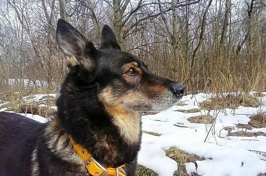 Spokojna, wspaniała Misia szuka domu