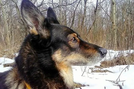 Spokojna, wspaniała Misia szuka domu