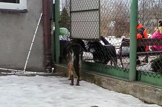 Spokojna, wspaniała Misia szuka domu