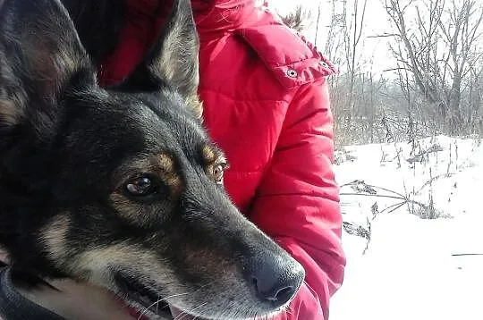 Spokojna, wspaniała Misia szuka domu