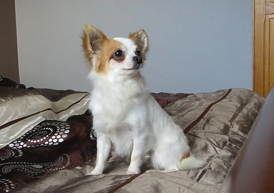 Chihuahua Dorosly piesek na sprzedaz:)