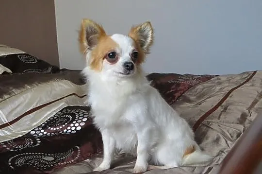 Chihuahua Dorosly piesek na sprzedaz:)