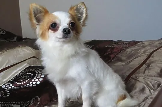 Chihuahua Dorosly piesek na sprzedaz:)