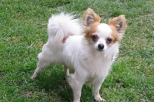 Chihuahua Dorosly piesek na sprzedaz:)