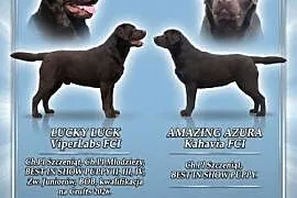 Labrador Retriever ZKwP/FCI- czekoladowe szczenięta