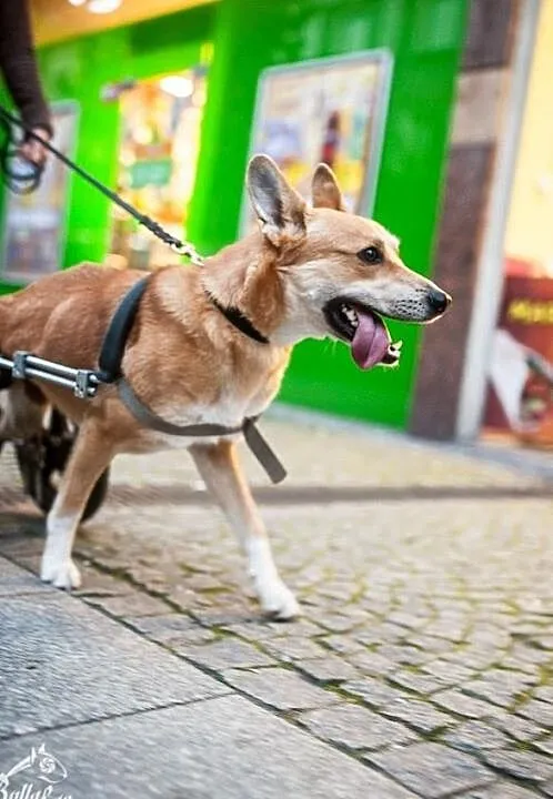 TOFFIK – oto ja! przygarnij psa, co szczęści Ci da:), , Wrocław