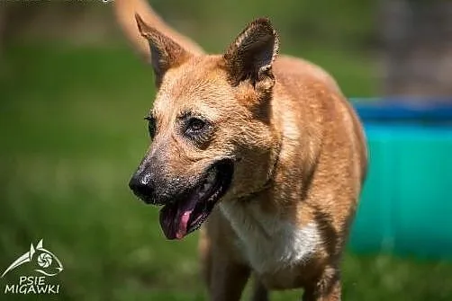 LORI-piękna i przekochana, szuka Pani lub Pana!, śląskie Gliwice