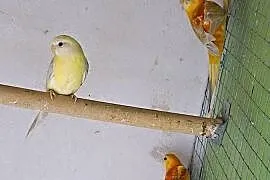Swiergoty