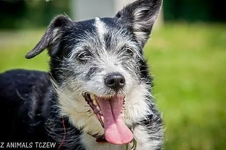 OTOZ Animals - Boni - śliczna, nieduża terierowata sunia!,  pomorskie Tczew