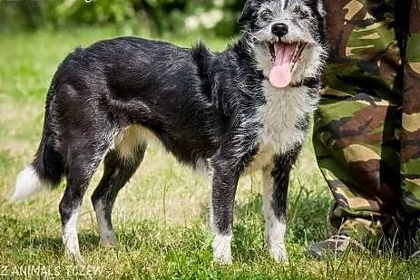 OTOZ Animals - Boni - śliczna, nieduża terierowata