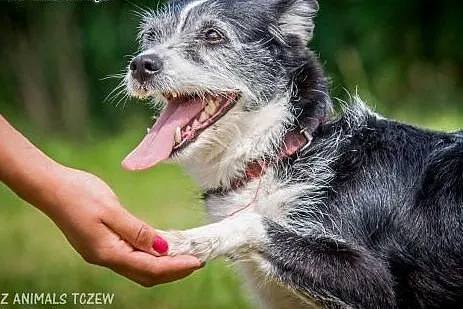 OTOZ Animals - Boni - śliczna, nieduża terierowata