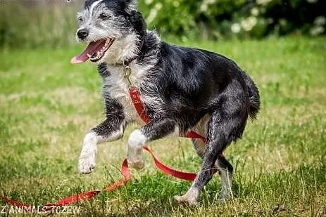 OTOZ Animals - Boni - śliczna, nieduża terierowata