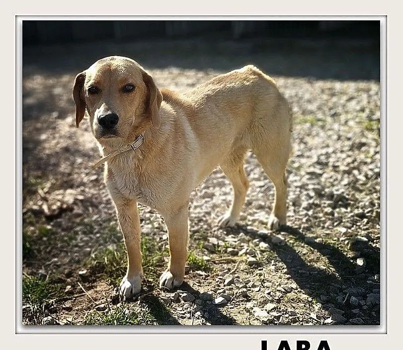 LABA,14kg,średnia,młoda,łagodna,steryli.suczka LABA.Adopcja, Małopolskie, Kraków