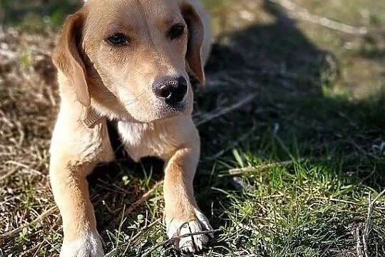 LABA,14kg,średnia,młoda,łagodna,steryli.suczka LABA.Adopcja, Małopolskie, Kraków