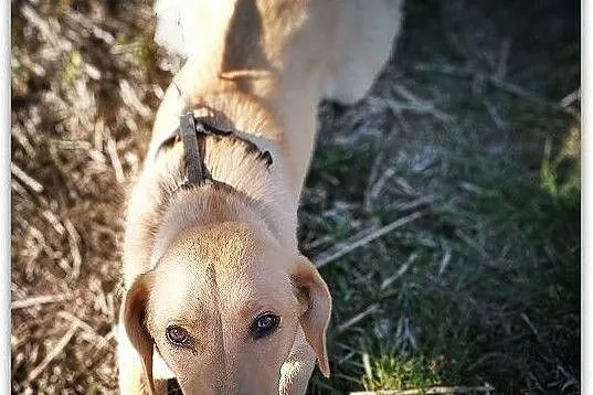 LABA,14kg,średnia,młoda,łagodna,steryli.suczka LABA.Adopcja, Małopolskie, Kraków