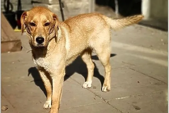LABA,14kg,średnia,młoda,łagodna,steryli.suczka LABA.Adopcja, Małopolskie, Kraków