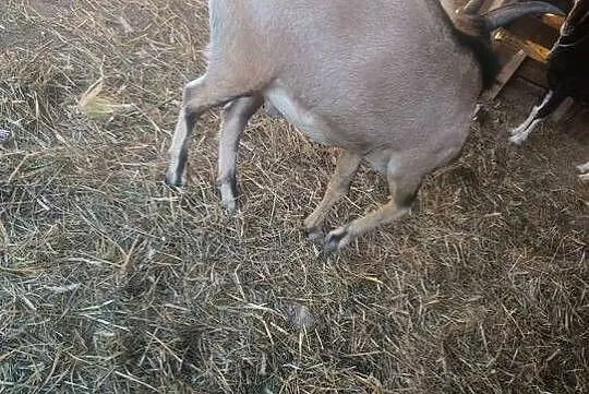 Sprzedam, Kujawsko-pomorskie, Nowy Witoszyn