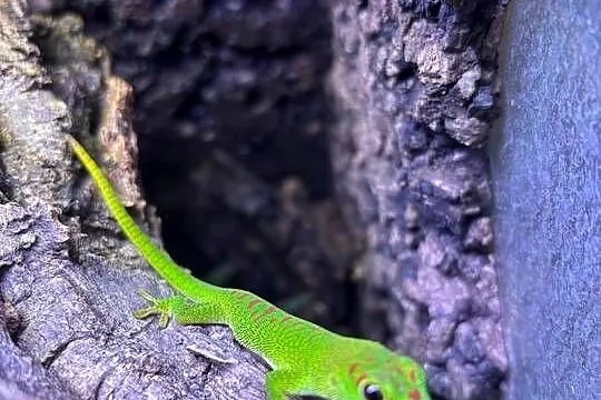 Felsuma madagaskarska Phelsuma grandis