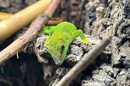 Felsuma madagaskarska Phelsuma grandis, Opolskie, Obrowiec