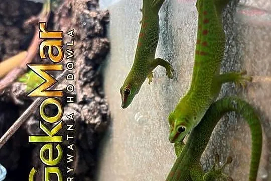 Felsuma madagaskarska Phelsuma grandis, Opolskie, Obrowiec