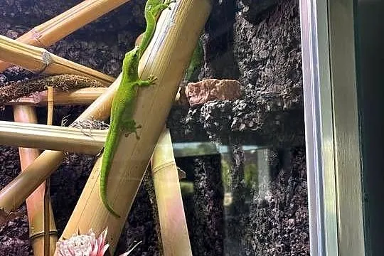 Felsuma madagaskarska Phelsuma grandis, Opolskie, Obrowiec
