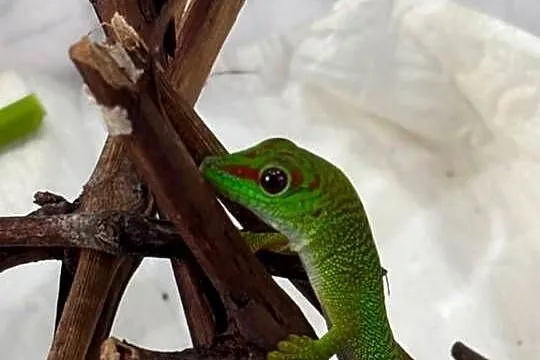 Felsuma madagaskarska Phelsuma grandis, Opolskie, Obrowiec