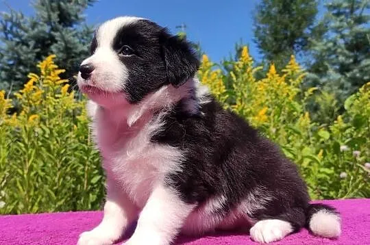 Piękna Rasowa suczka z pełną dok. - Szczeniak BORDER COLLIE z Hodowli