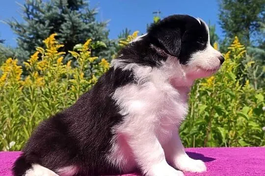 Piękna Rasowa suczka z pełną dok. - Szczeniak BORDER COLLIE z Hodowli, Podkarpackie, Iwonicz