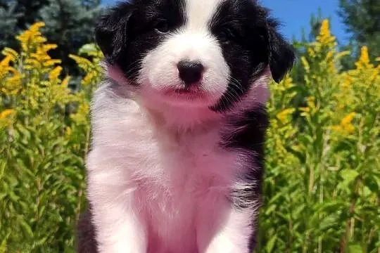 Piękna Rasowa suczka z pełną dok. - Szczeniak BORDER COLLIE z Hodowli, Podkarpackie, Iwonicz