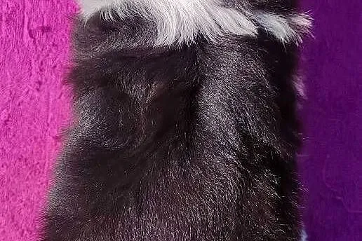 Piękna Rasowa suczka z pełną dok. - Szczeniak BORDER COLLIE z Hodowli, Podkarpackie, Iwonicz