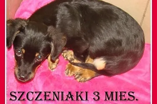 Nieśmiałe 3 miesięczne szczeniaczki w typie jamnik
