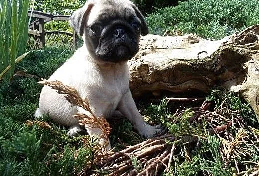 Mops suczka, kujawsko-pomorskie Wąbrzeźno