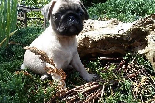Mops suczka,  kujawsko-pomorskie Wąbrzeźno