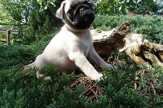 Mops suczka,  kujawsko-pomorskie Wąbrzeźno