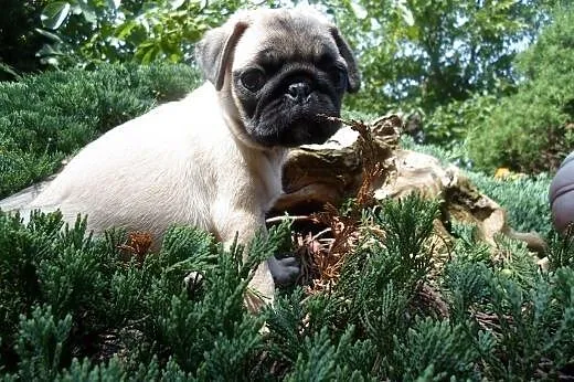 Mops suczka,  kujawsko-pomorskie Wąbrzeźno