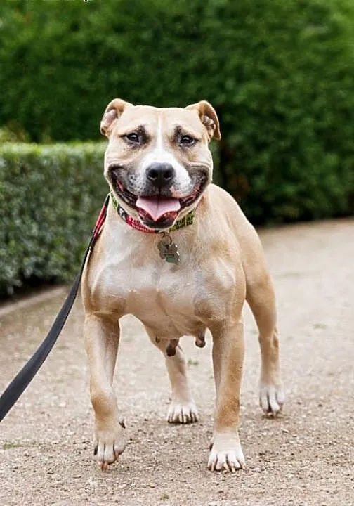 Domowa amstaffka Liza czeka na dom, Amstaff cała