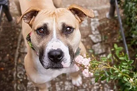 Domowa amstaffka Liza czeka na dom,  Amstaff cała 