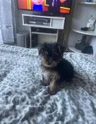 Sprzedam psa YORKSHIRE TERRIER  3 miesiące z rodowodem jest odrobaczony i ma szczepienia