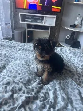 Sprzedam psa YORKSHIRE TERRIER  3 miesiące z rodowodem jest odrobaczony i ma szczepienia