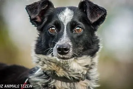 OTOZ Animals - Sonia - nieduża, urocza suczka czeka na lepszy start!,  pomorskie Tczew