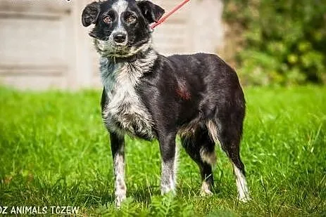 OTOZ Animals - Sonia - nieduża, urocza suczka czek