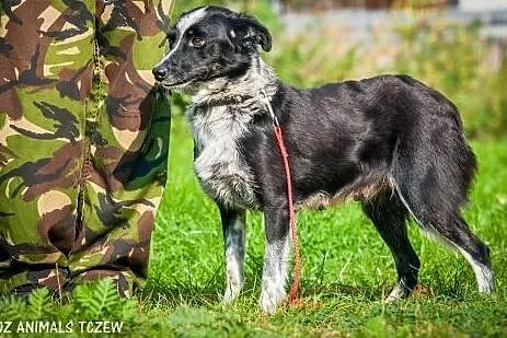 OTOZ Animals - Sonia - nieduża, urocza suczka czek